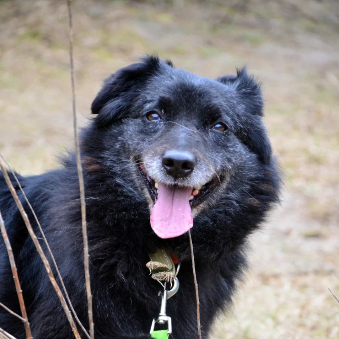 Naytli (Найтлі), female Mixed Breed for adoption at Притулок Best Friends