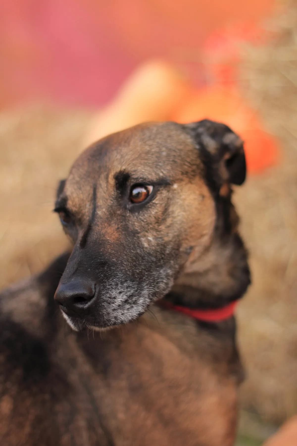 Drita (Дріта), female Mixed Breed for adoption at Притулок Best Friends