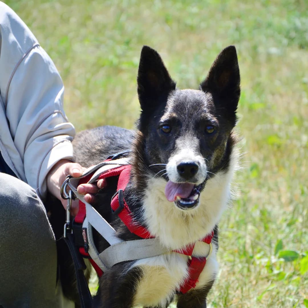 Vulfi (Вулфі), male Mixed Breed for adoption at Притулок Best Friends