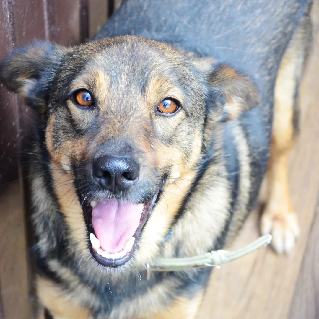 Kay (Кай), male Mixed Breed for adoption at Притулок Best Friends