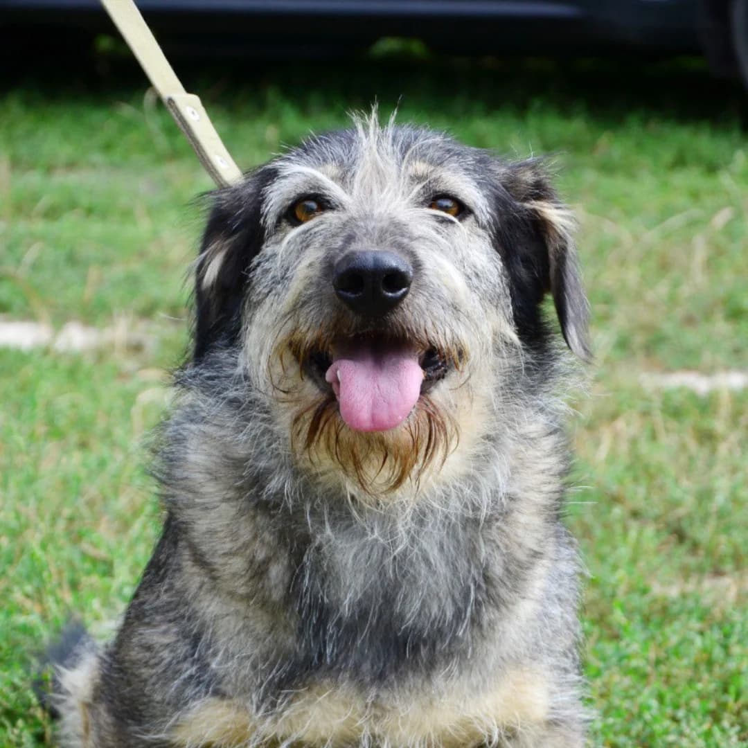 Odis (Одіс), male Mixed Breed for adoption at Притулок Best Friends