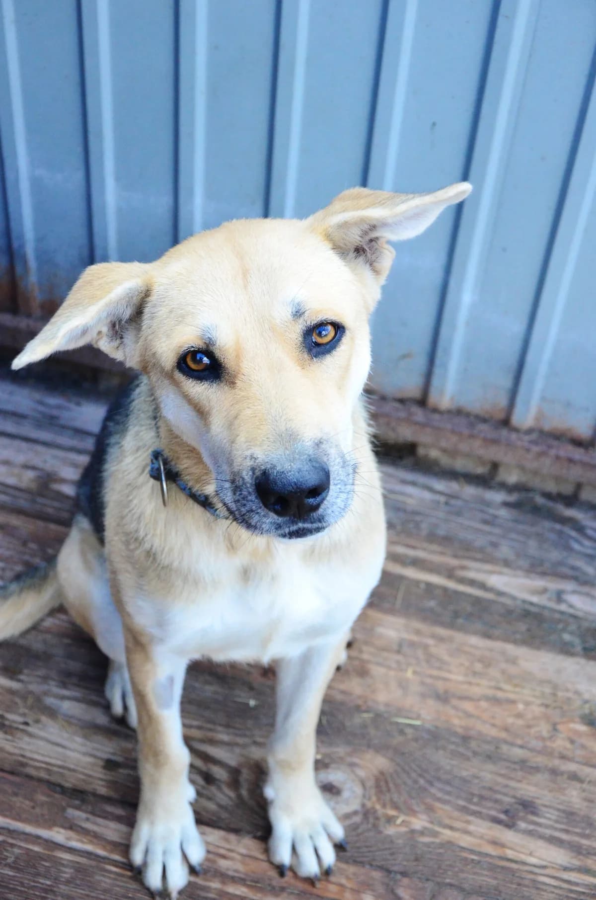 Nayda (Найда), female Mixed Breed for adoption at Притулок Best Friends