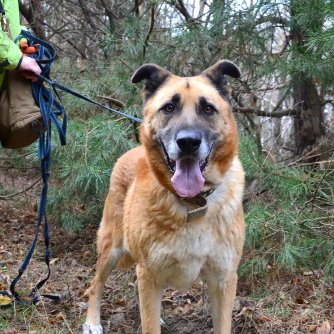 Dinar (Дінар), male Mixed Breed for adoption at Притулок Best Friends