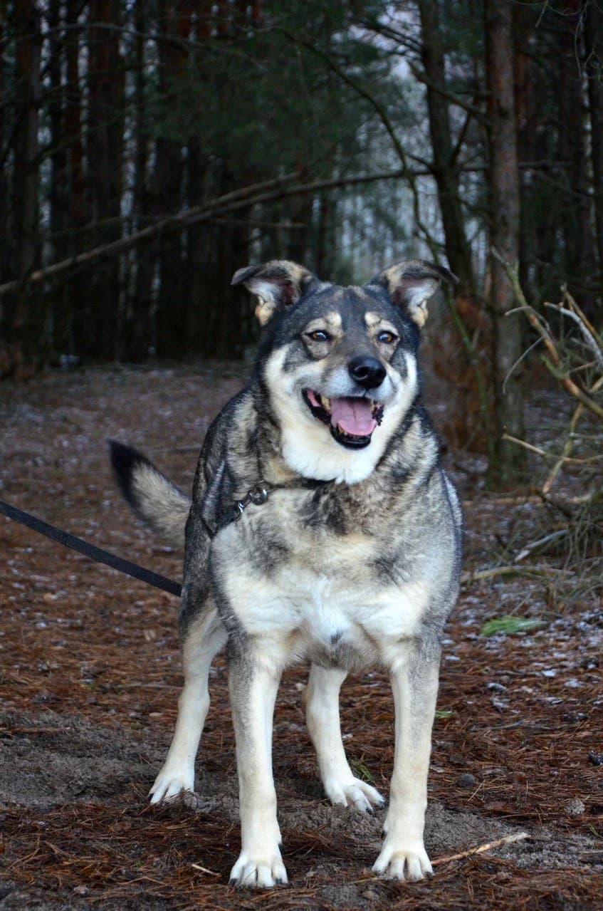 Zhirulya (Жируля), female Mixed Breed for adoption at Притулок Best Friends