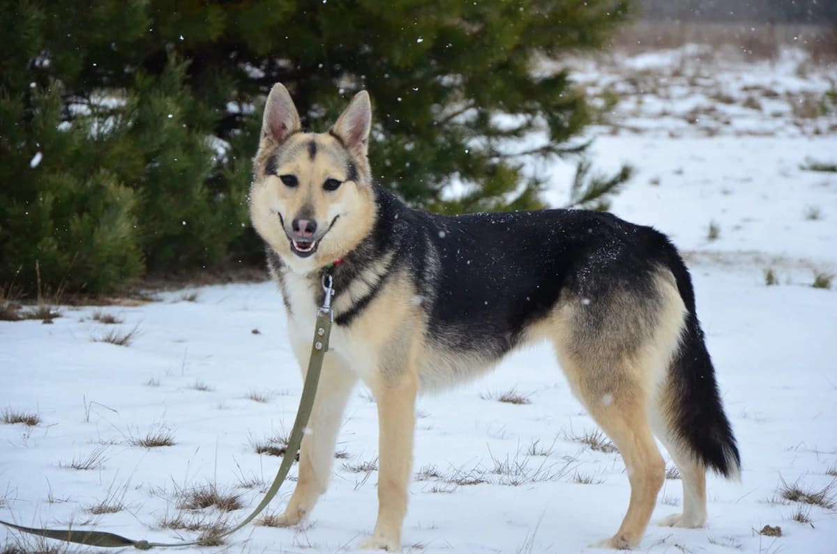 Sonya (Соня), female Mixed Breed for adoption at Притулок Best Friends