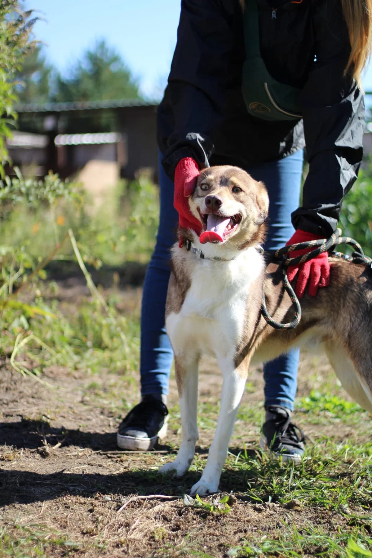Maks (Макс), male Mixed Breed for adoption at Притулок Best Friends