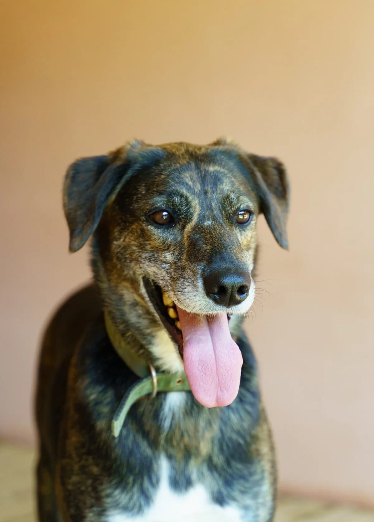 Mishka (Мишка), female Mixed Breed for adoption at Притулок Best Friends
