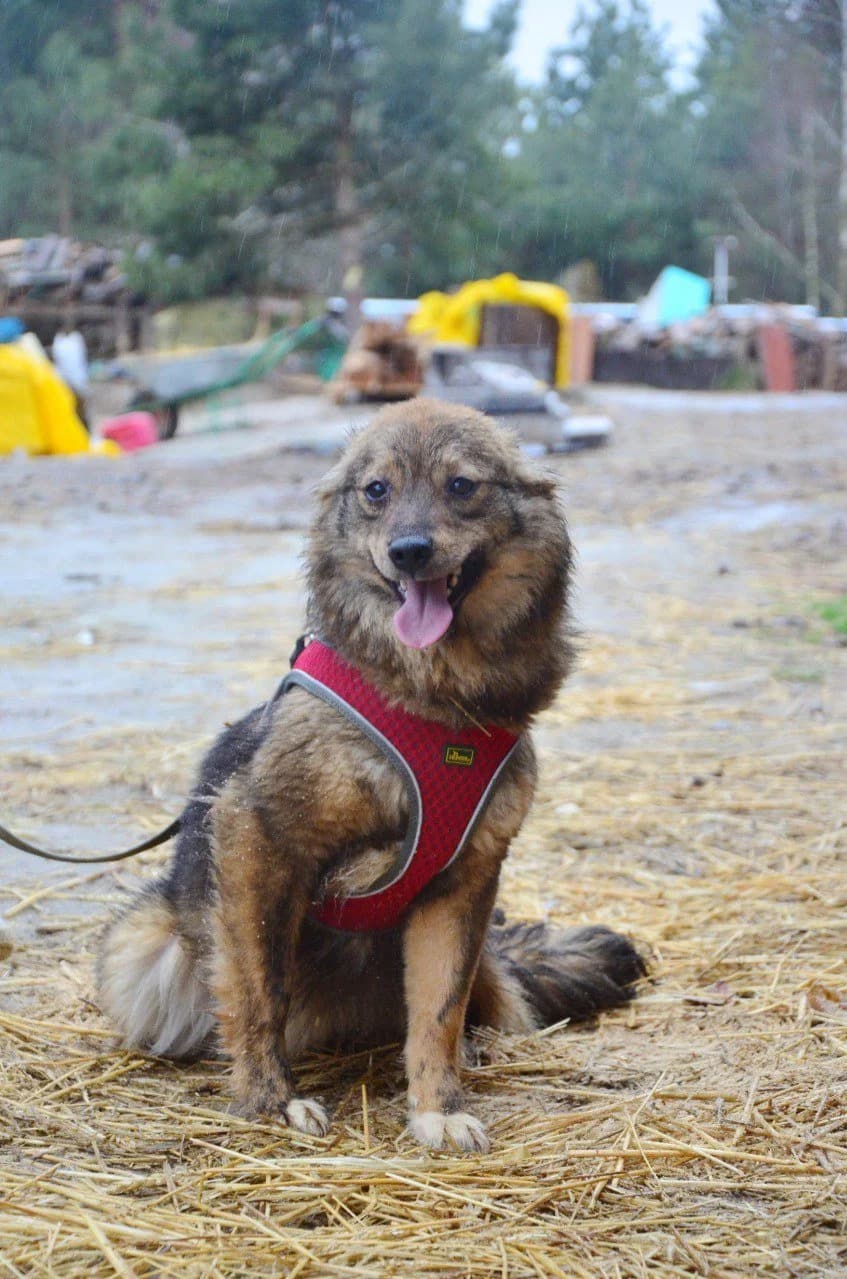 Shpulka (Шпулька), female Mixed Breed for adoption at Притулок Best Friends