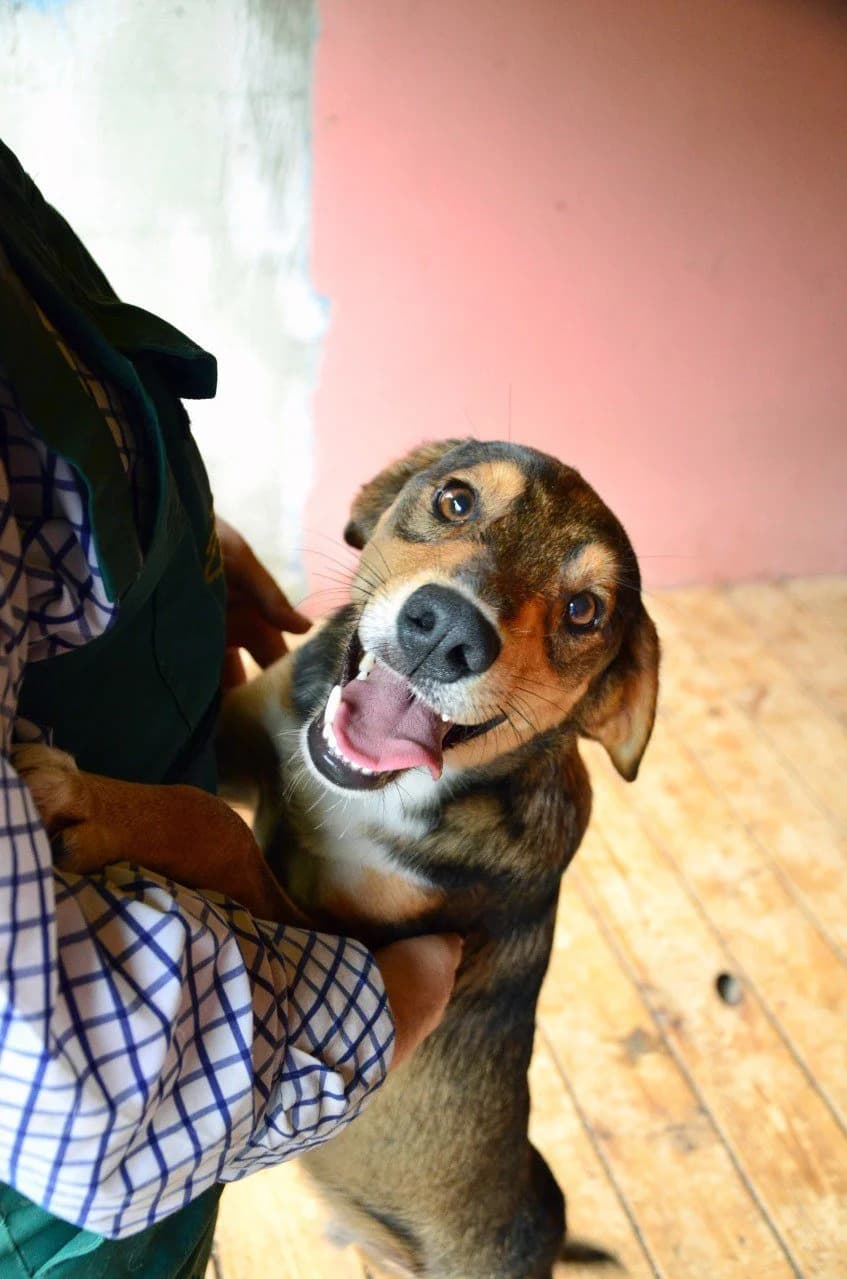Lesli (Леслі), female Mixed Breed for adoption at Притулок Best Friends
