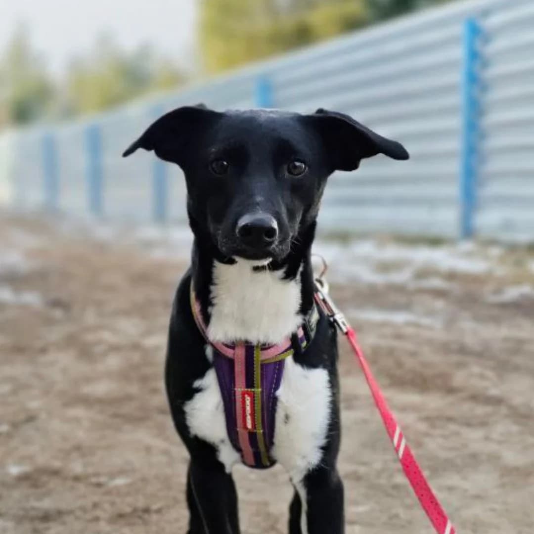 Serzh (Серж), male Mixed Breed for adoption at Притулок Best Friends