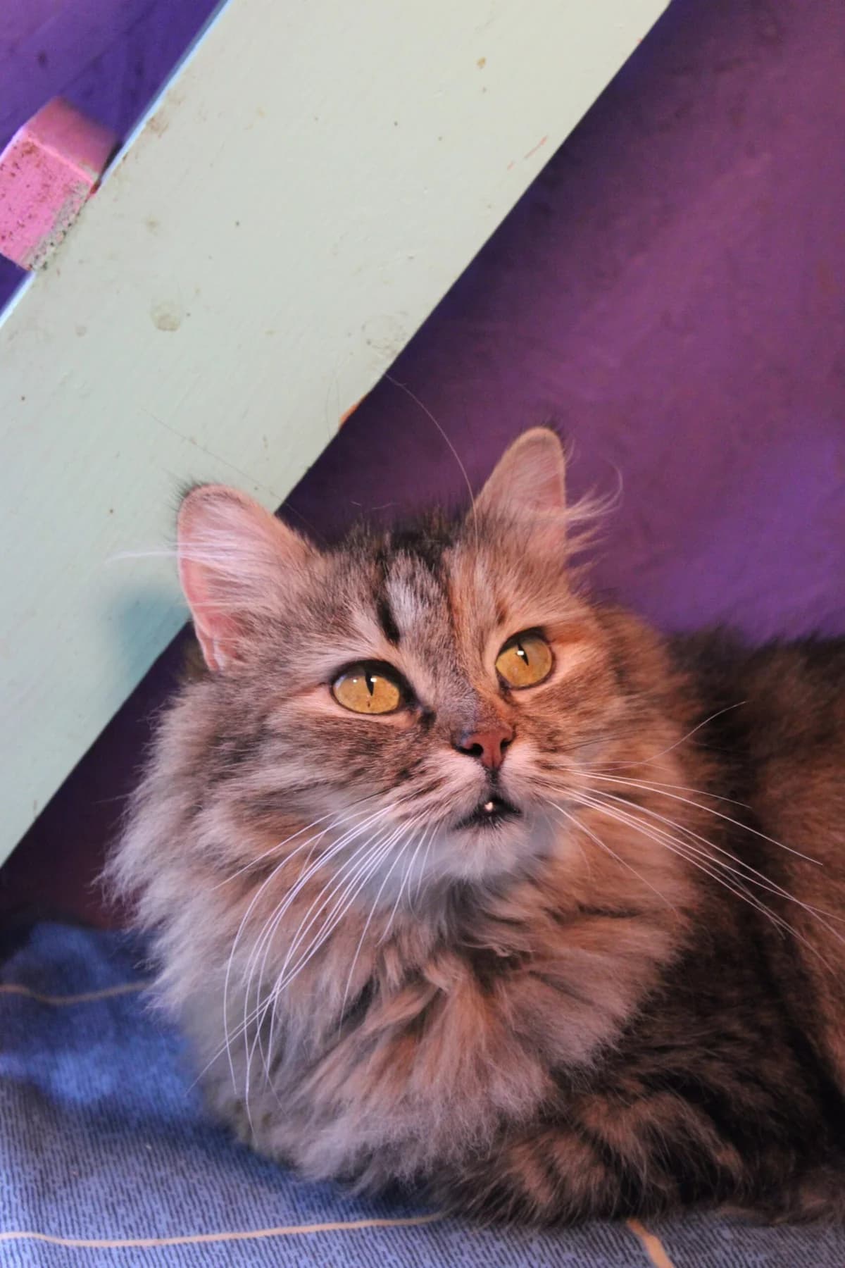 Rozali (Розалі), female Mixed Breed for adoption at Притулок Best Friends