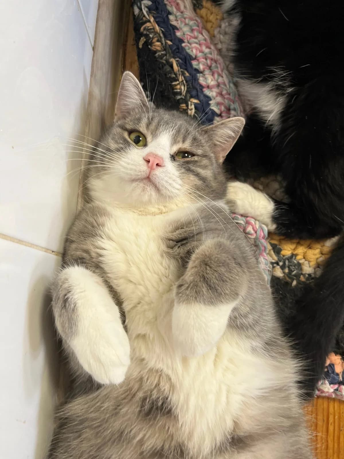 Freddi (Фредді), male Mixed Breed for adoption at Притулок Best Friends