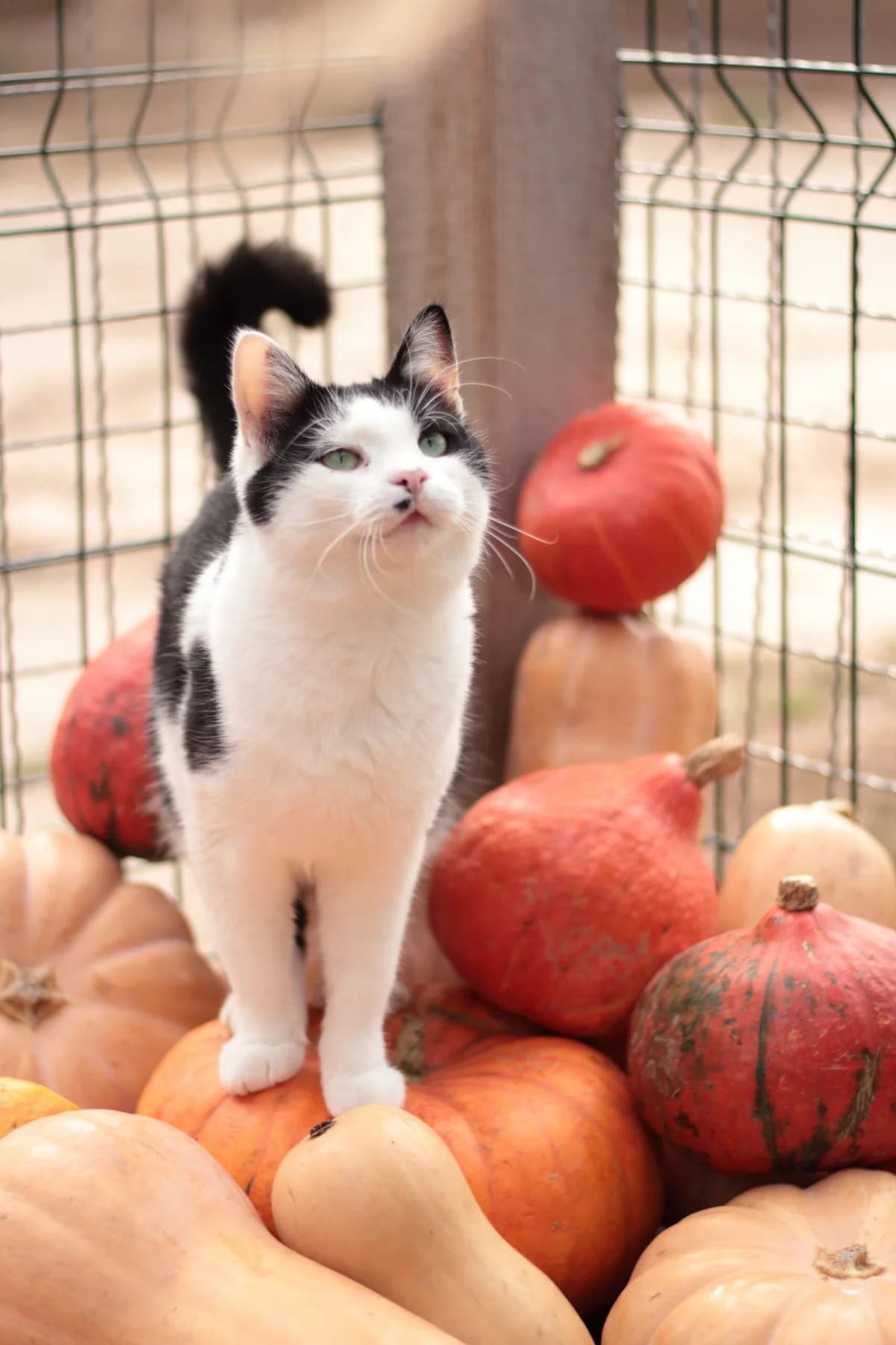 Margo (Марго), female Mixed Breed for adoption at Притулок Best Friends