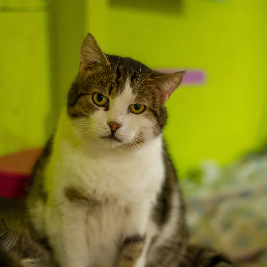 Fleyk (Флейк), male Mixed Breed for adoption at Притулок Best Friends