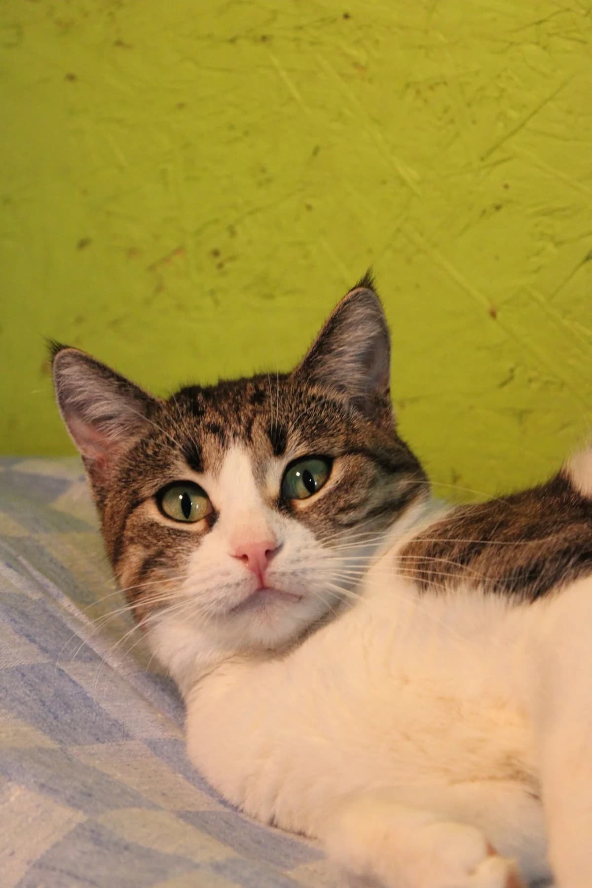 Tessa (Тесса), female Mixed Breed for adoption at Притулок Best Friends