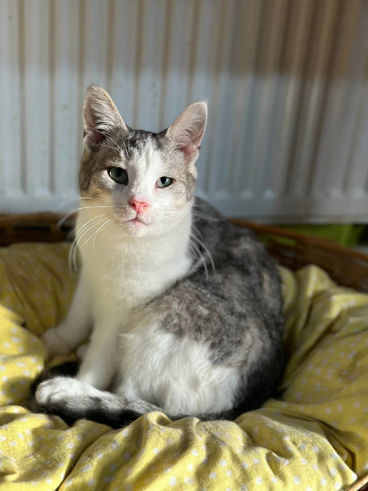Greysi (Грейсі), female Mixed Breed for adoption at Притулок Best Friends