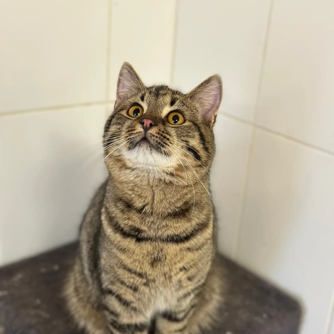 Smugastik (Смугастик), male Mixed Breed for adoption at Притулок Best Friends