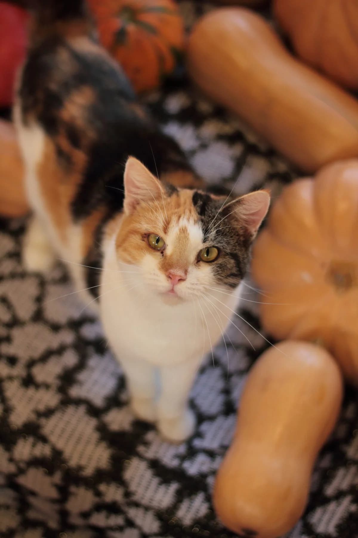 Fuksiya (Фуксія), female Mixed Breed for adoption at Притулок Best Friends