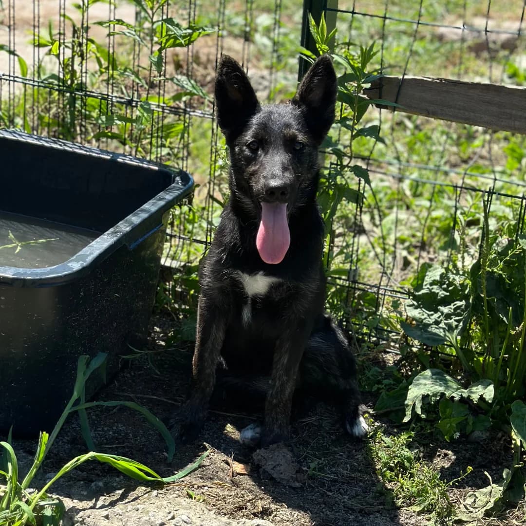 Anta (Анта), female Mixed Breed for adoption at Притулок Best Friends