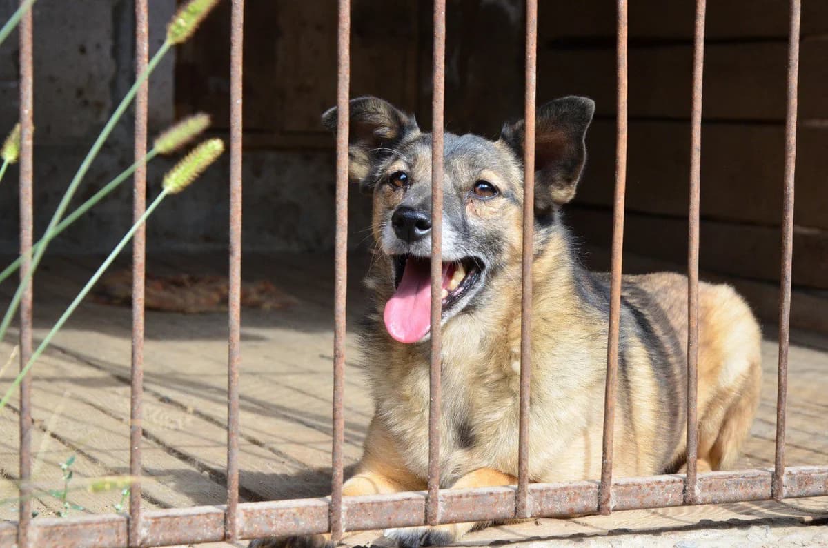 Bebik (Бебік), male Mixed Breed for adoption at Притулок Best Friends