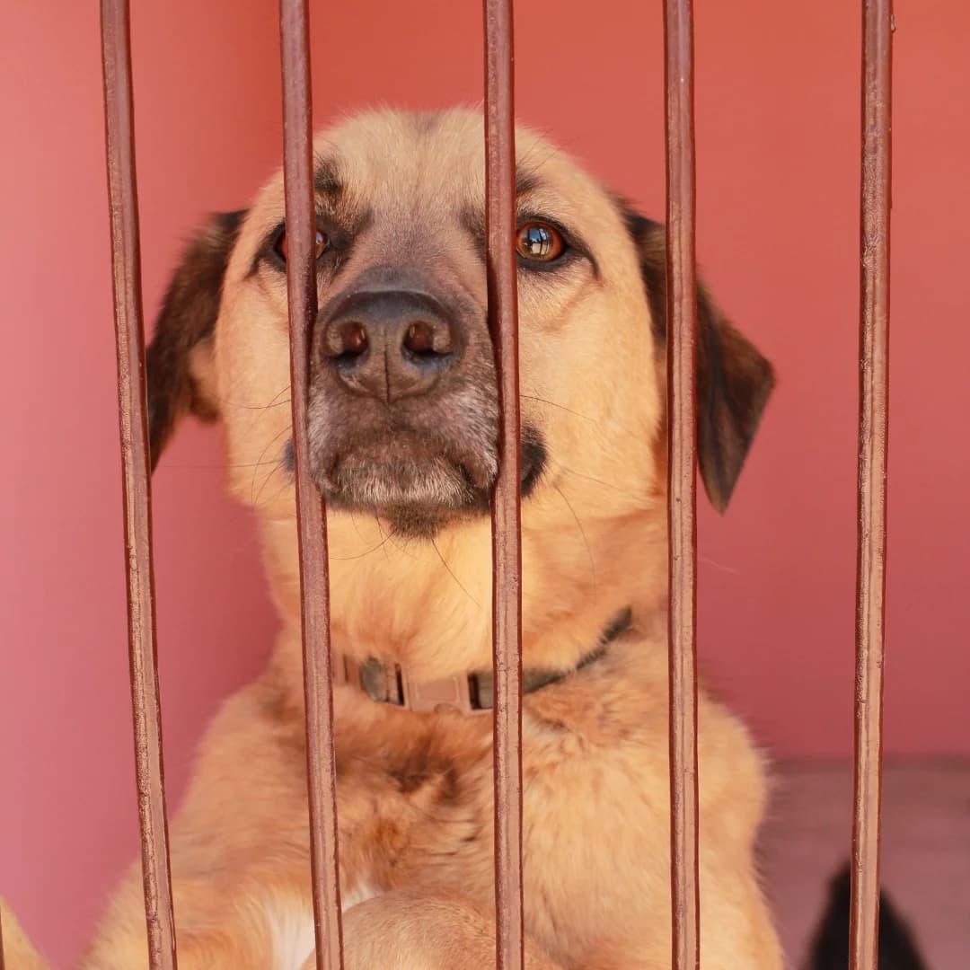 Blok (Блок), male Mixed Breed for adoption at Притулок Best Friends