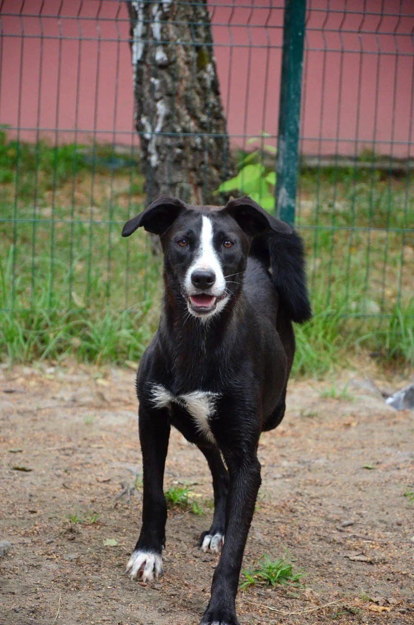 Etna (Етна), female Mixed Breed for adoption at Притулок Best Friends