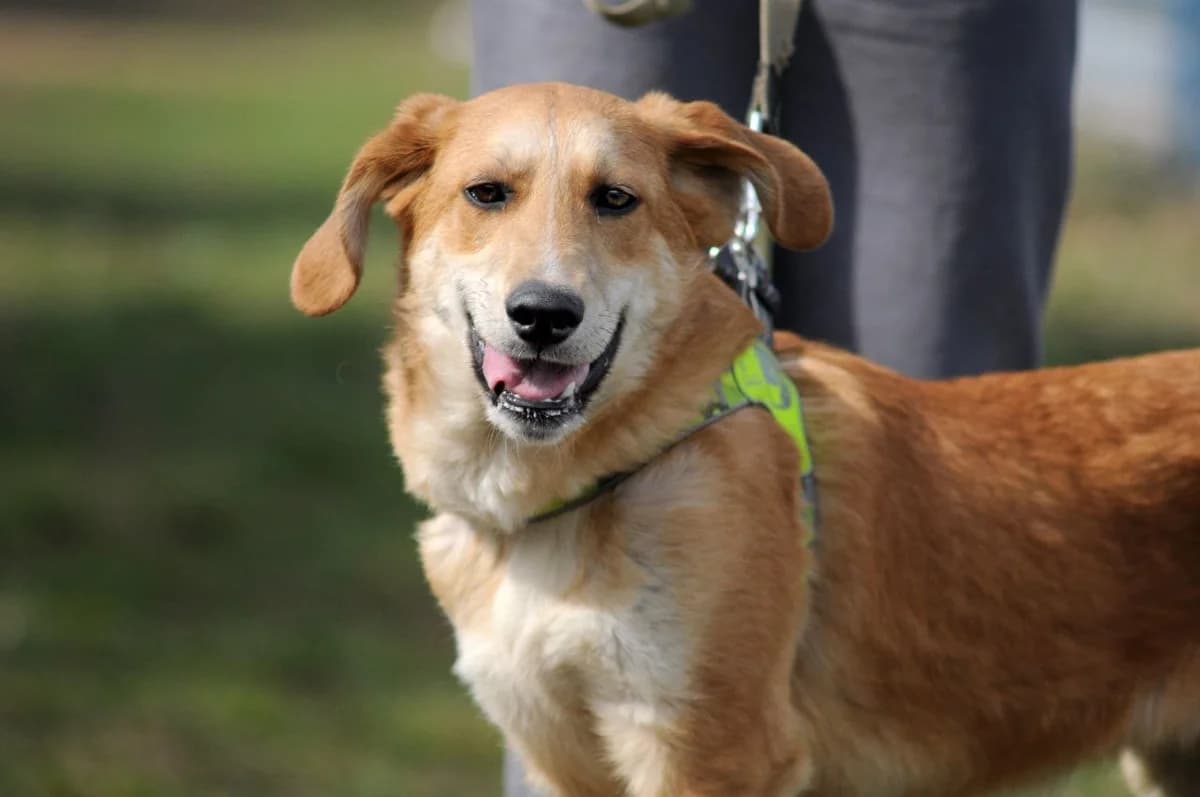 Arman (Арман), male Mixed Breed for adoption at Притулок Best Friends