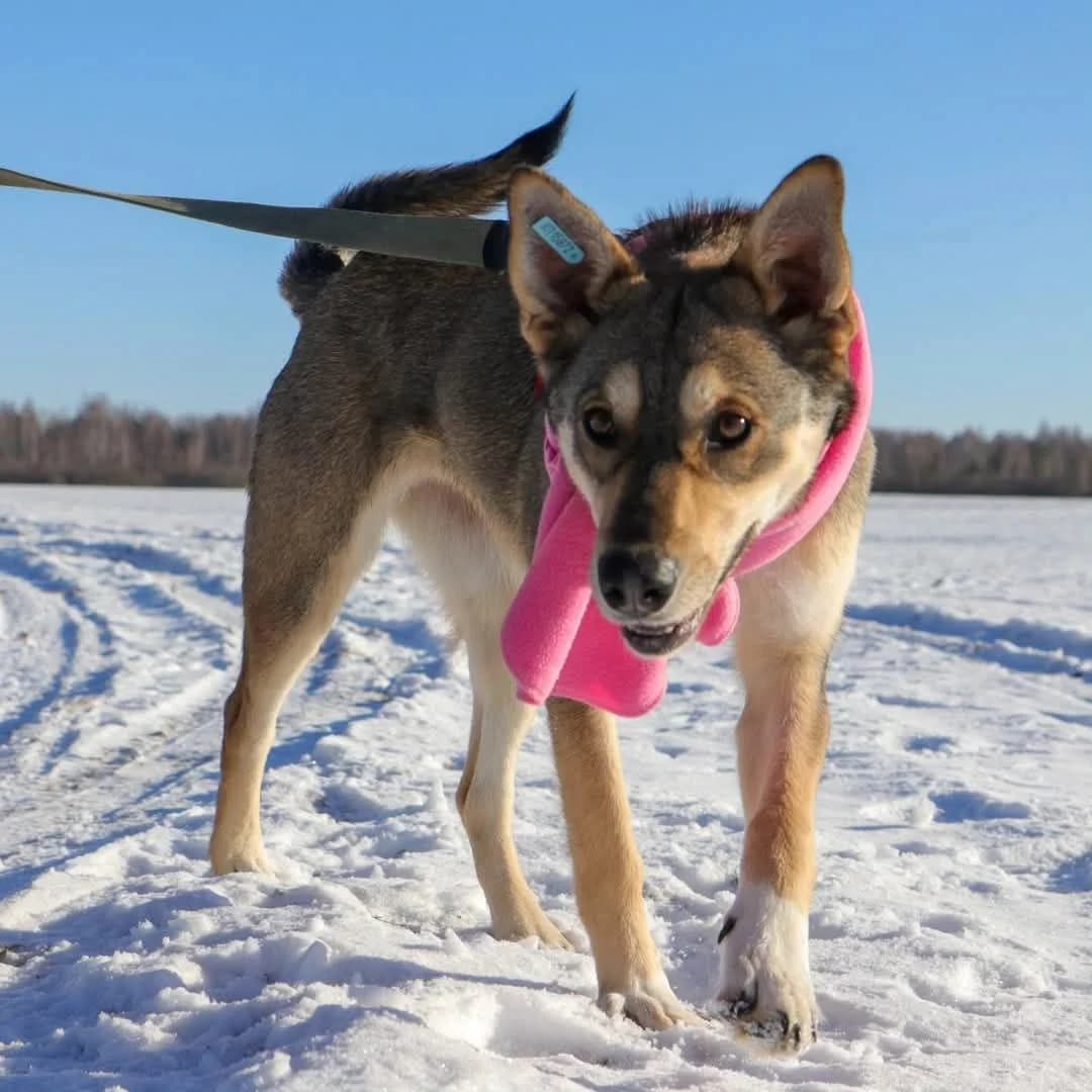 Dzhesika (Джесіка), female Mixed Breed for adoption at Притулок Best Friends