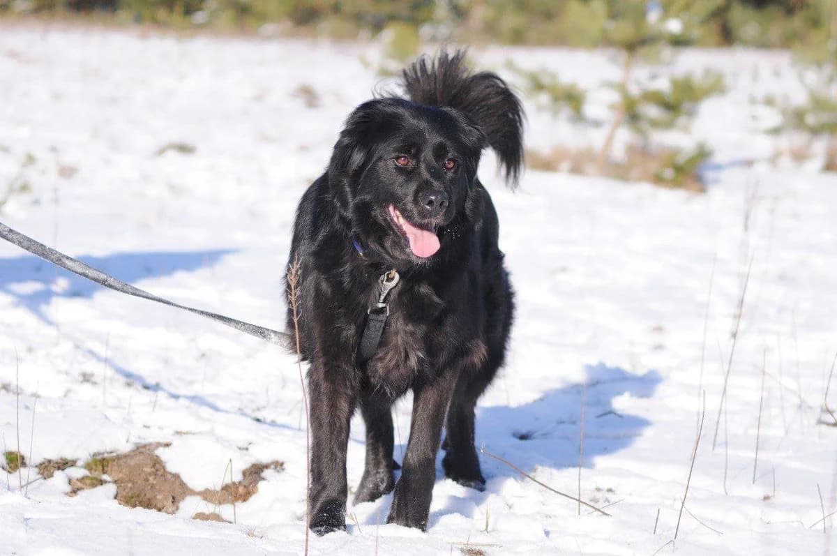 Riana (Ріана), female Mixed Breed for adoption at Притулок Best Friends