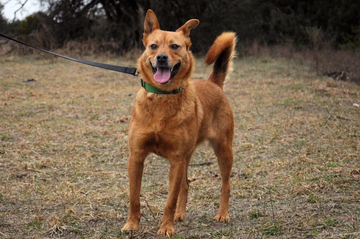 Sinti (Сінті), female Mixed Breed for adoption at Притулок Best Friends
