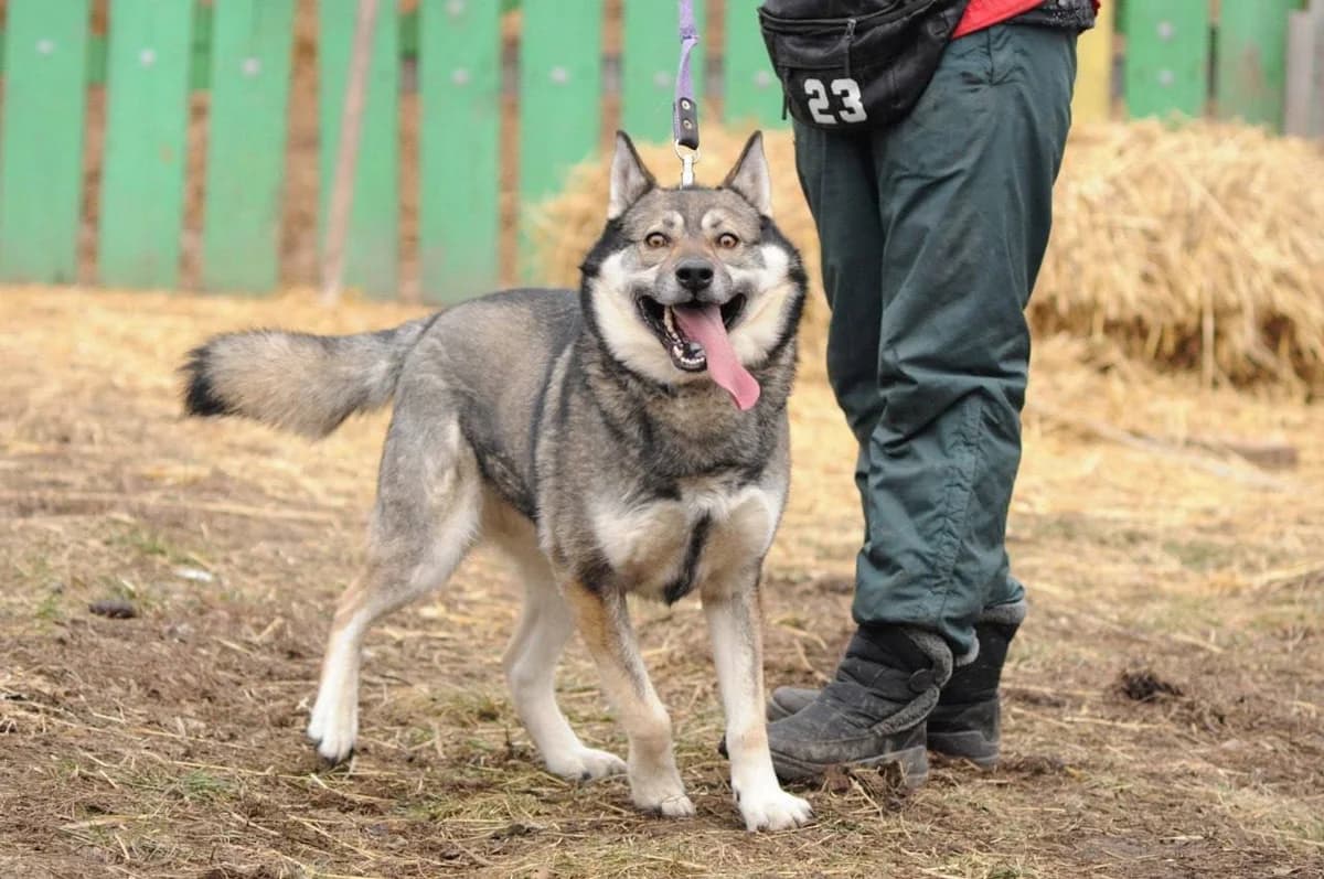 Akela (Акела), male Mixed Breed for adoption at Притулок Best Friends