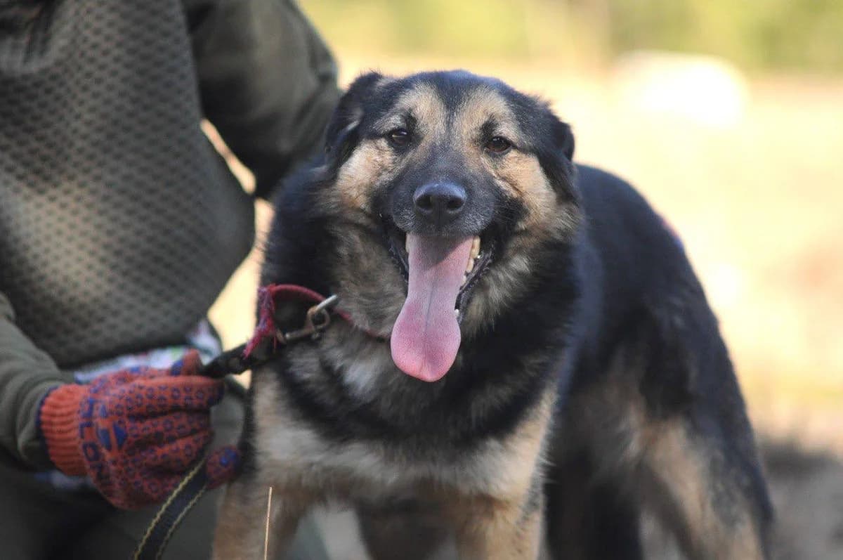 Izyum (Ізюм), male Mixed Breed for adoption at Притулок Best Friends