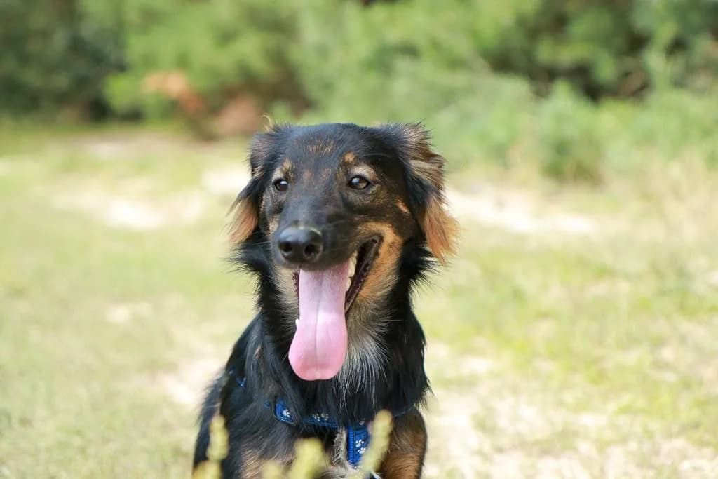 Dzhoy (Джой), male Mixed Breed for adoption at Притулок Best Friends