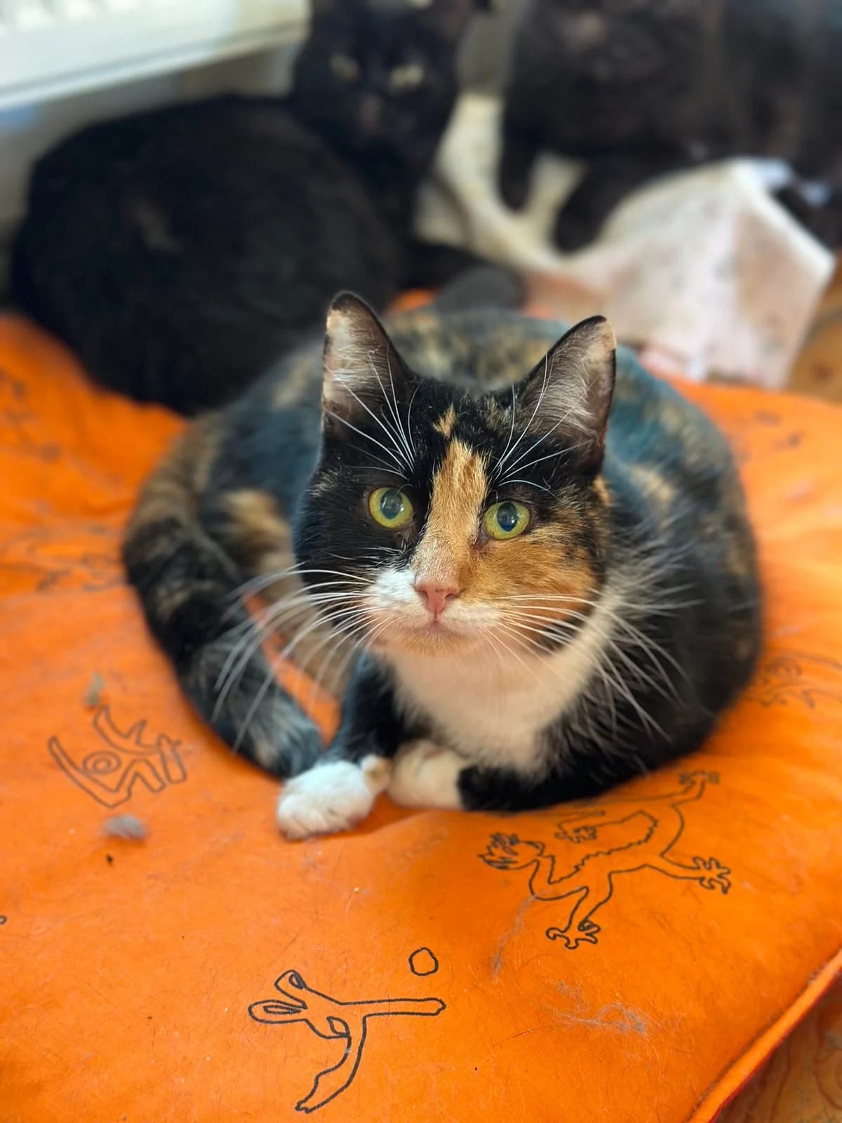 Zirochka (Зірочка), female Mixed Breed for adoption at Притулок Best Friends