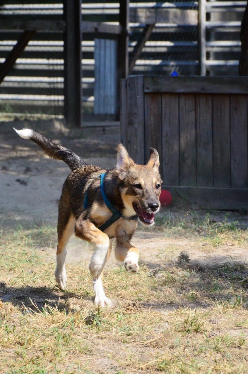 Smereka (Смерека), female Mixed Breed for adoption at Притулок Best Friends