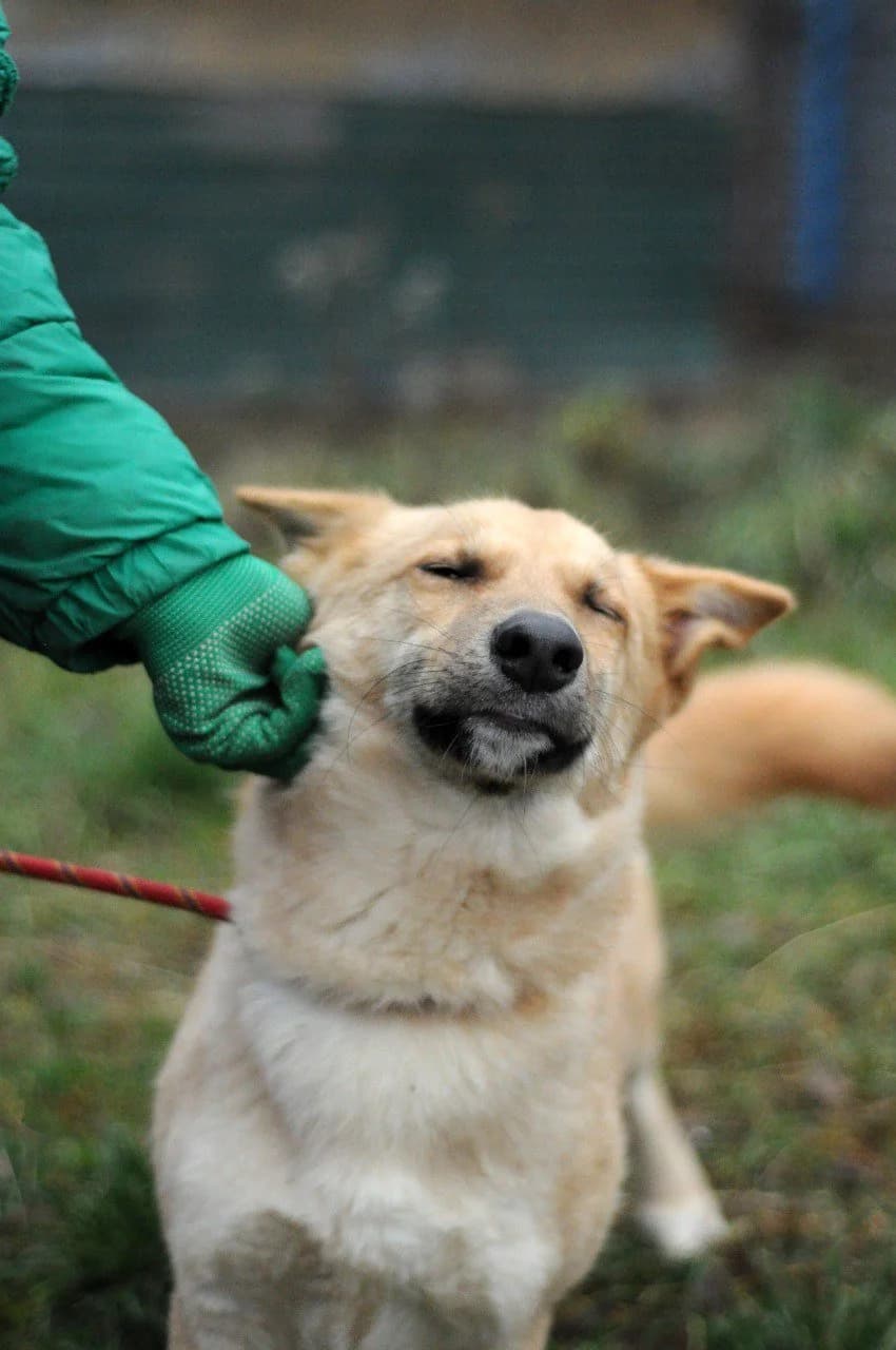 Richi (Річі), male Mixed Breed for adoption at Притулок Best Friends
