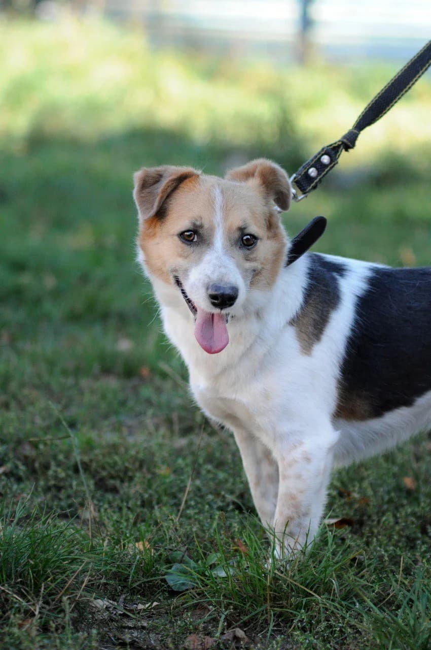 Fedya (Федя), male Mixed Breed for adoption at Притулок Best Friends