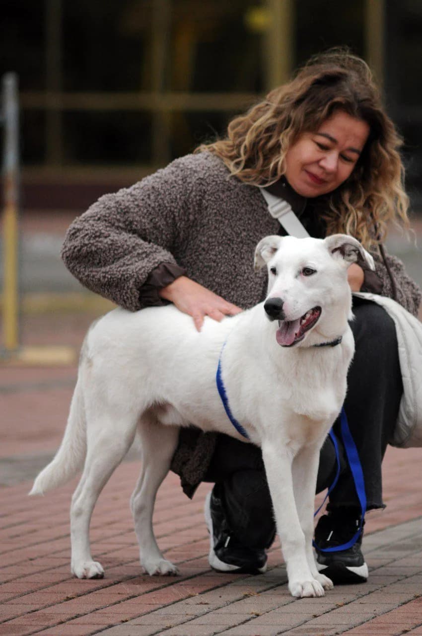 Bentli (Бентлі), male Mixed Breed for adoption at Притулок Best Friends