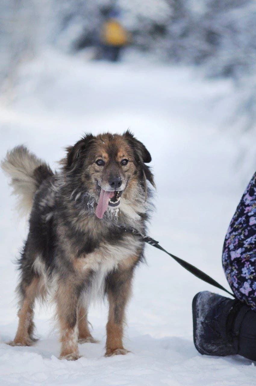 Den (Ден), male Mixed Breed for adoption at Притулок Best Friends