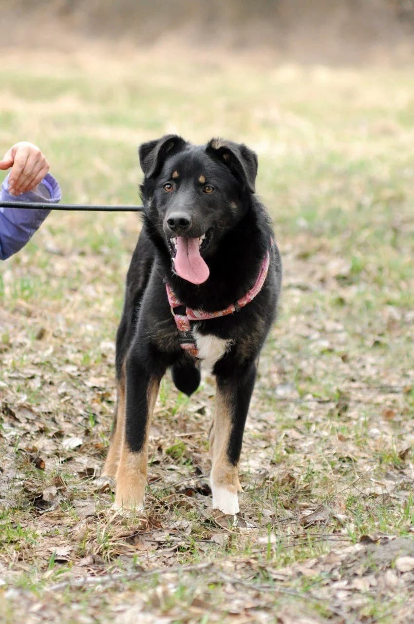 Din (Дін), male Mixed Breed for adoption at Притулок Best Friends