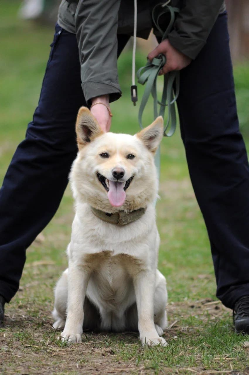 Eyna (Ейна), female Mixed Breed for adoption at Притулок Best Friends