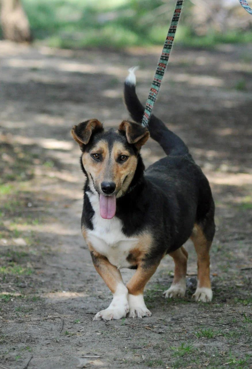 Bruno (Бруно), male Mixed Breed for adoption at Притулок Best Friends