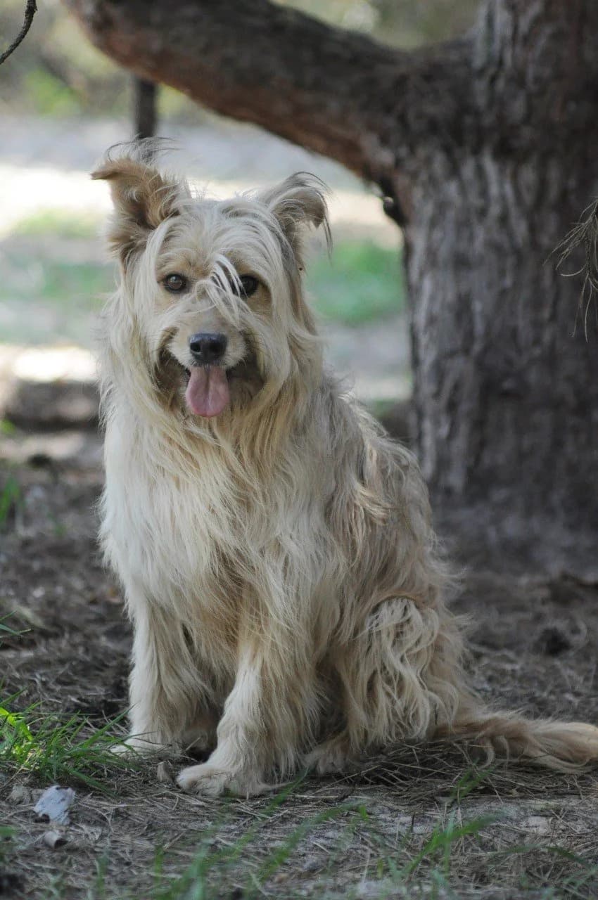 Bibi (Бібі), female Mixed Breed for adoption at Притулок Best Friends