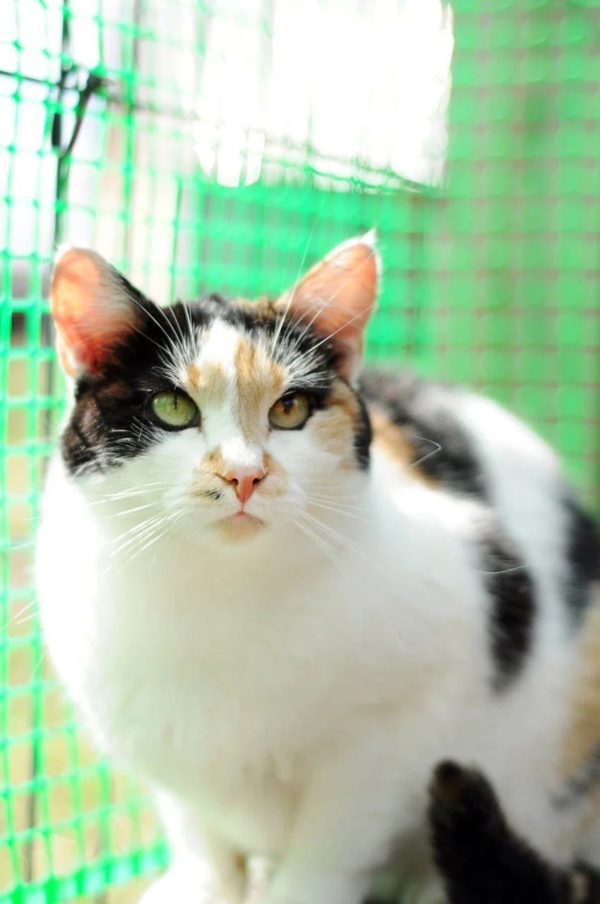Papayya (Папайя), female Mixed Breed for adoption at Притулок Best Friends