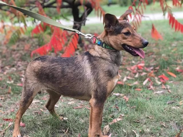 Afina (Афина),  Mixed Breed for adoption at Дай лапу друг, Zaporizhzhia
