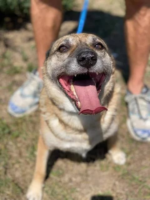Astra (Астра), female Mixed Breed for adoption at Дай лапу друг, Zaporizhzhia