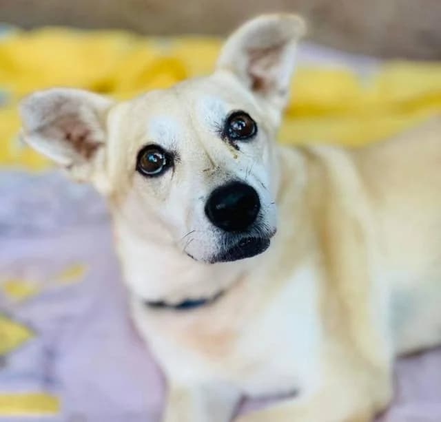 Aza (Аза), female Mixed Breed for adoption at Дай лапу друг, Zaporizhzhia