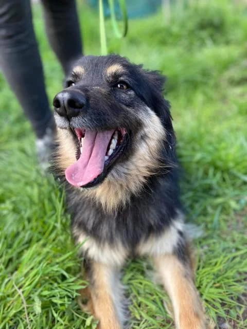 Basta (Баста), female Mixed Breed for adoption at Дай лапу друг, Zaporizhzhia