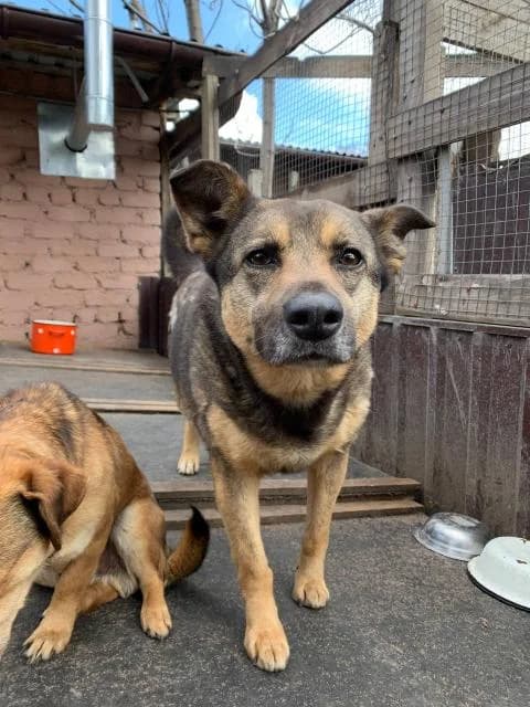 Basya (Бася), female Mixed Breed for adoption at Дай лапу друг, Zaporizhzhia