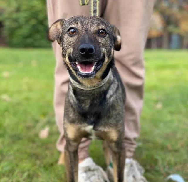 Chuk (Чук),  3yo Mixed Breed for adoption at Дай лапу друг, Zaporizhzhia
